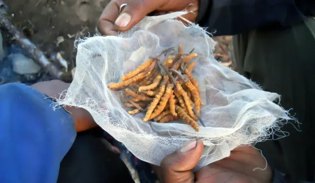 Yarsagumba (Cordyceps) Nepal: Benefits, Cost & What Science Says